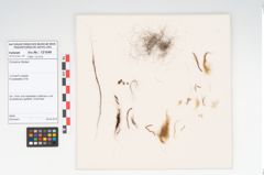 Foto von Textil (NHMW-PRAE-121049)